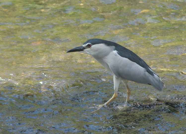 Nycticorax nycticorax - Nitticora